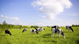 Selon l'étude des Chambres d'agriculture, la collecte de lait serait en baisse de 4,7 %, début 2023 par rapport à la moyenne quinquennale. Selon l'étude des Chambres d'agriculture, la collecte de lait serait en baisse de 4,7 %, début 2023 par rapport à la moyenne quinquennale.